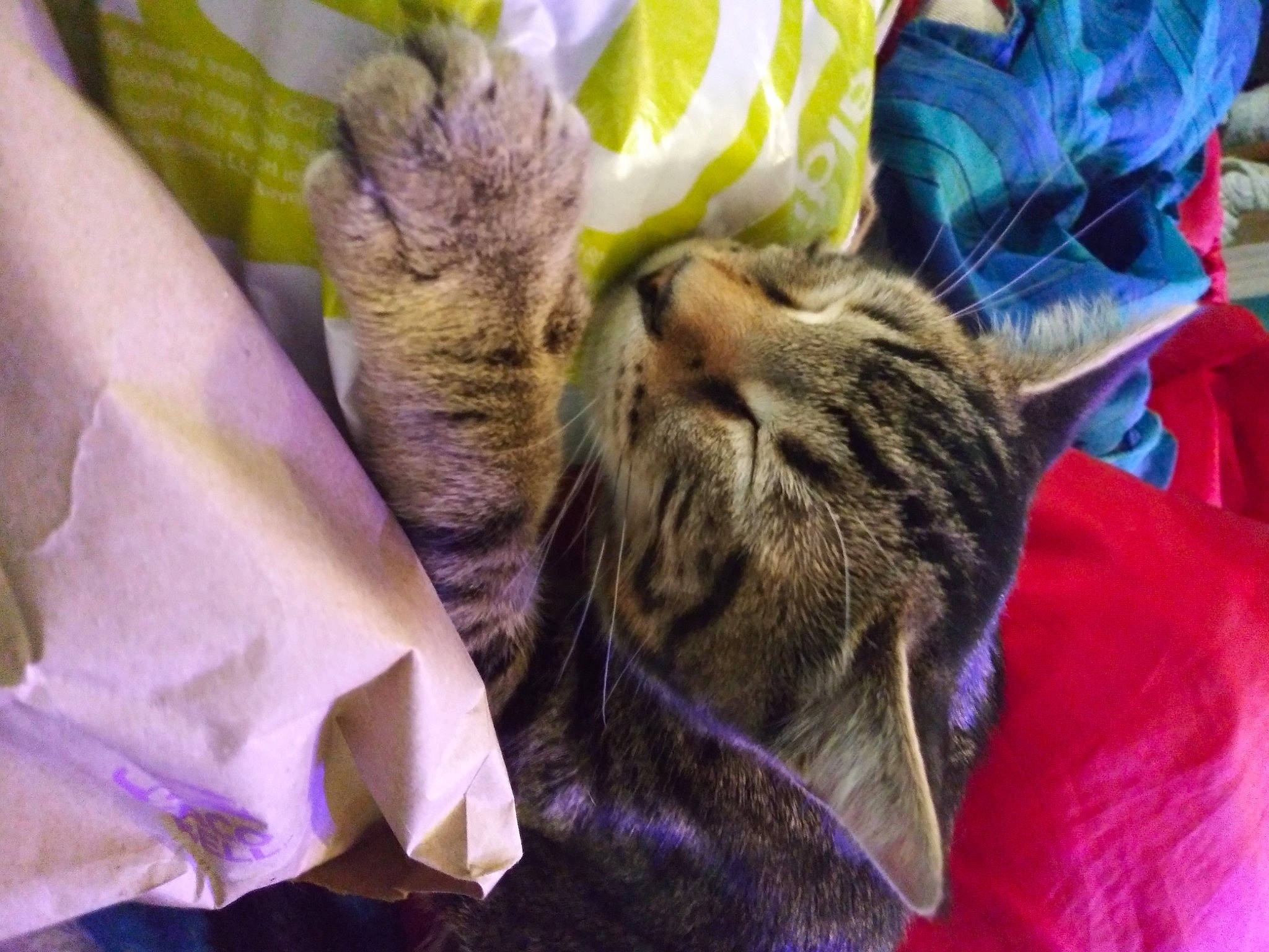 Lucky is registered to the contest to win money with this photo: carnivore, cat, claw, close_up, comfort, domestic_short_haired_cat, felidae, fur, grass, linens, magenta, mammal, nap, purple, sleep, small_to_medium_sized_cats, snout, textile, vertebrate, whiskers