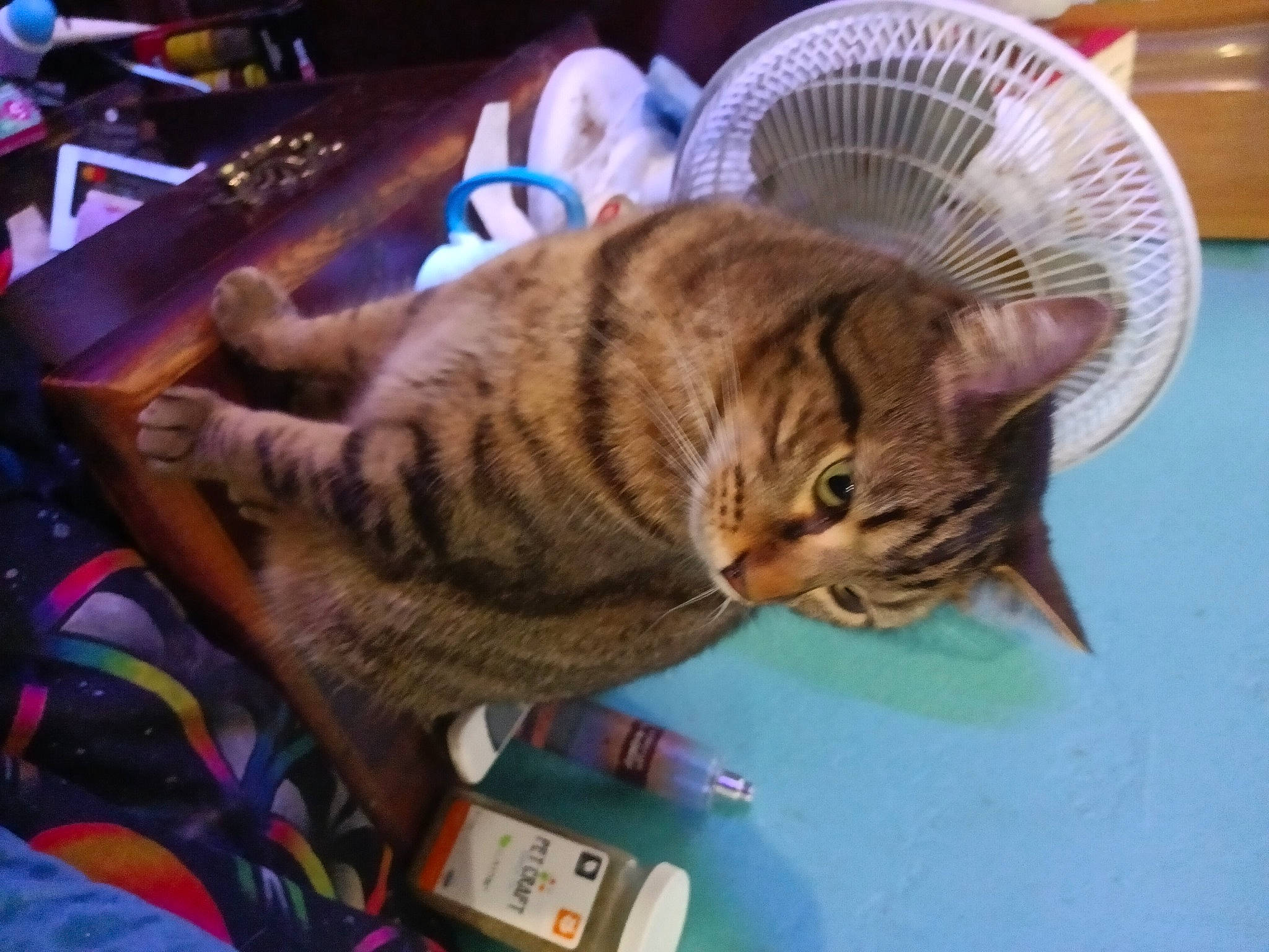 Lucky joined the competition — help win amazing prizes! carnivore, cat, claw, comfort, domestic_short_haired_cat, fawn, felidae, fur, nap, paw, small_to_medium_sized_cats, tail, whiskers, wood