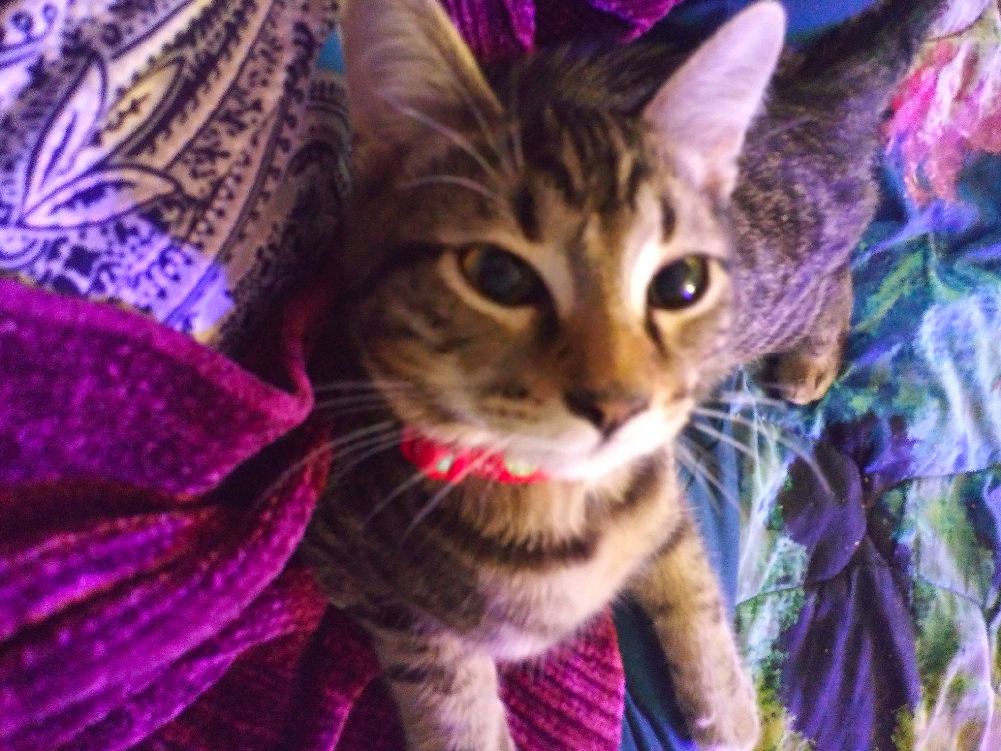 Lucky is registered to the contest to win money with this photo: carnivore, cat, close_up, domestic_short_haired_cat, electric_blue, event, felidae, fur, grass, magenta, pattern, pink, purple, small_to_medium_sized_cats, snout, terrestrial_animal, textile, violet, whiskers, wildlife