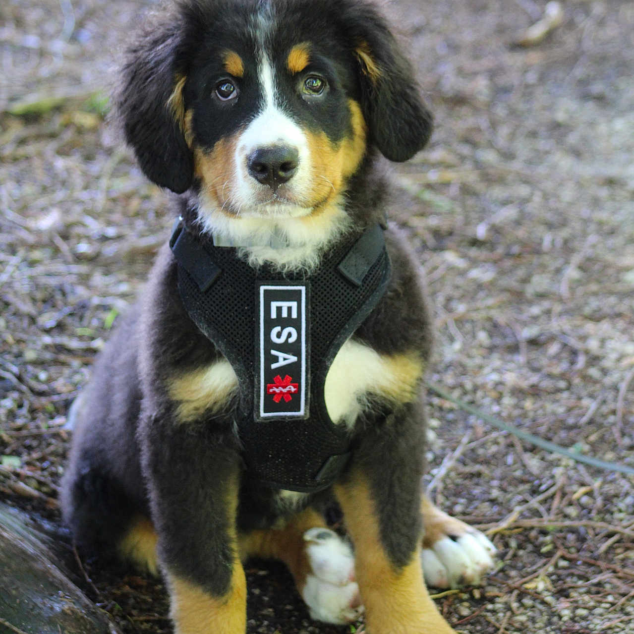 Max is registered to the contest to win money with this photo: accessories, alloywheel, animal, appenzeller, beagle, canine, car, carwheel, cockerspaniel, dog, grass, hound, leash, pet, plant, puppy, slate, snout, strap, terrier