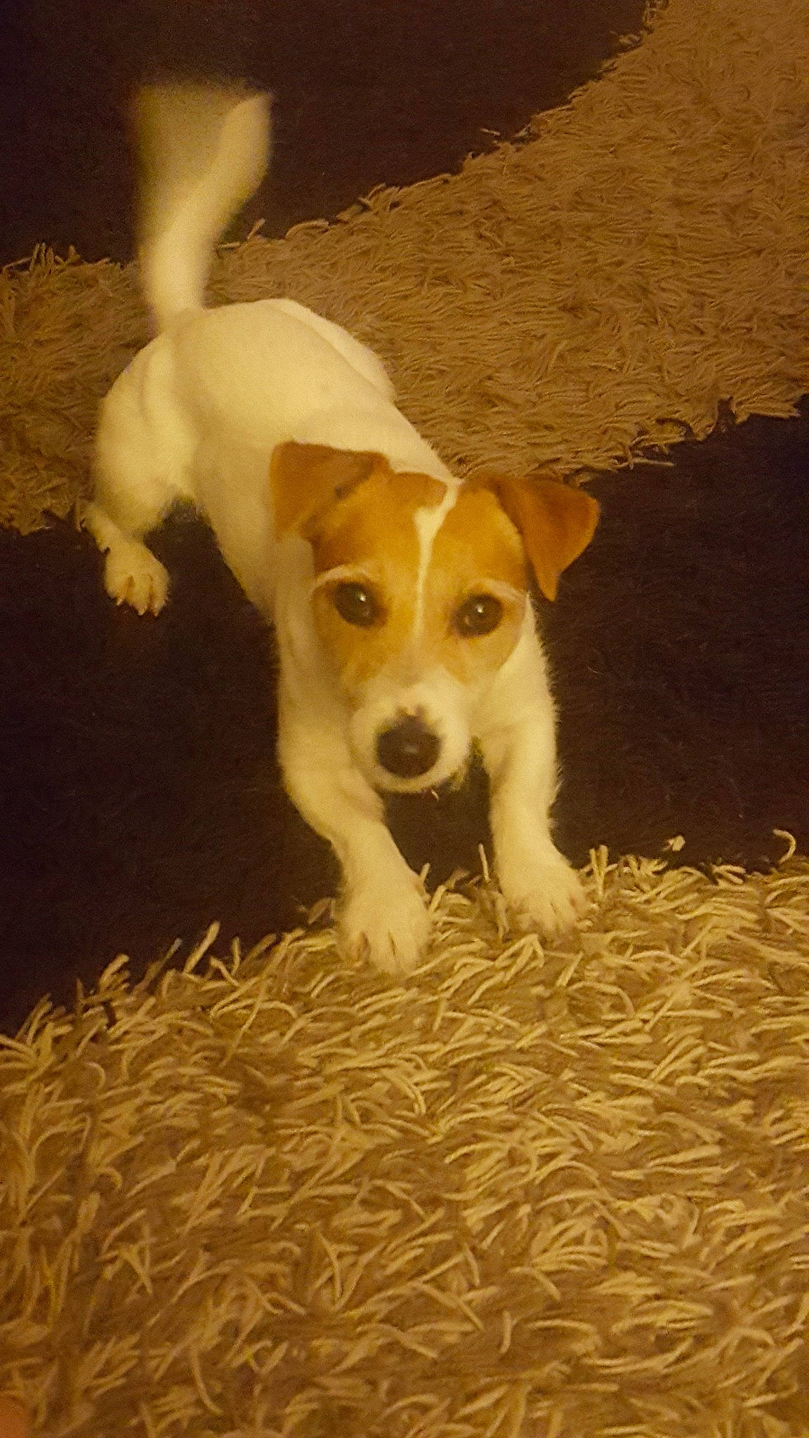 Mya participe au concours pour gagner de l'argent avec cette photo : canidae, carnivore, companion_dog, dog, dog_breed, feist, irishjacks, jack_russell_terrier, mammal, miniature_fox_terrier, parson_russell_terrier, plummer_terrier, potcake_dog, puppy, rare_breed_dog, russell_terrier, smooth_fox_terrier, sporting_group, treeing_feist, vertebrate