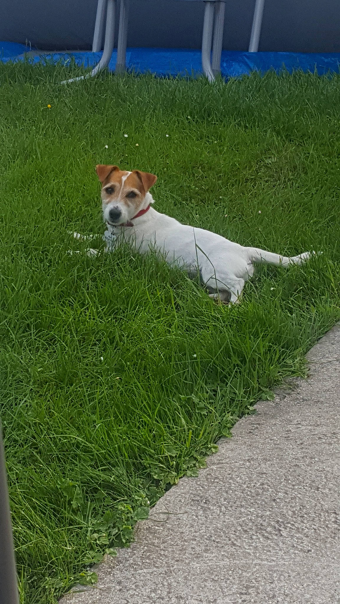 Mya