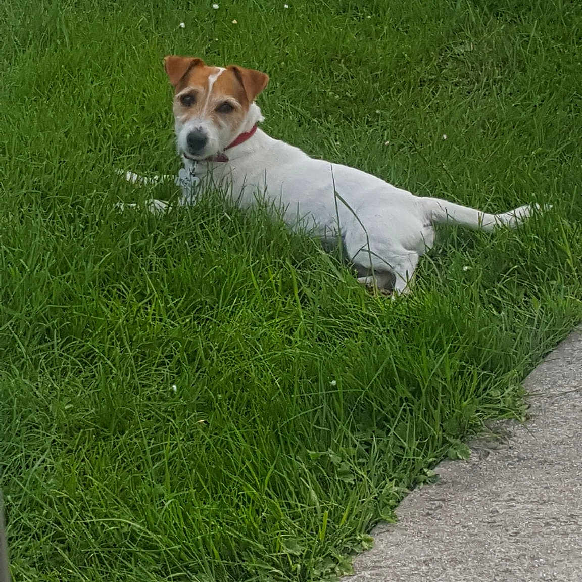 Mya