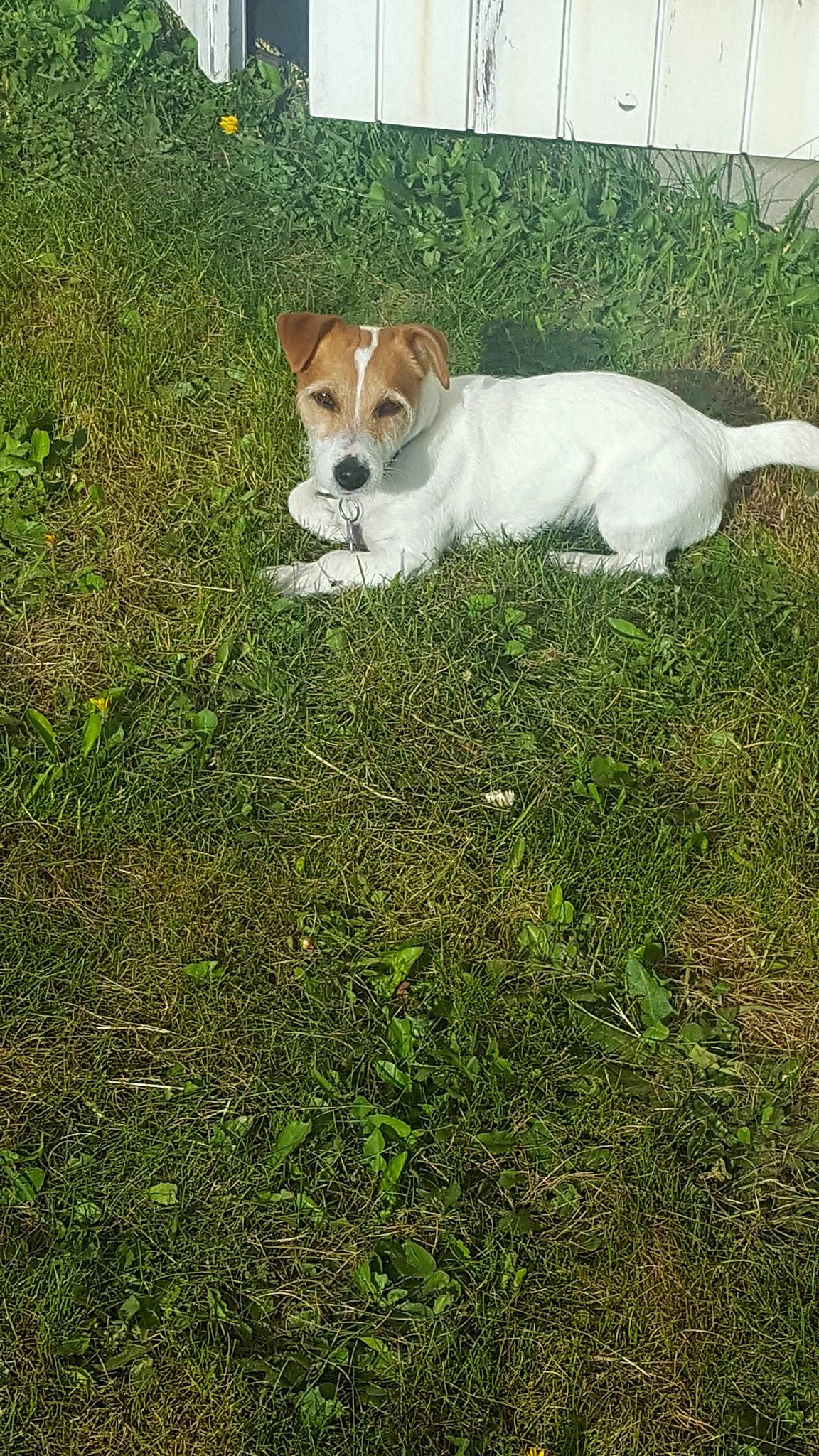 Mya participe au concours pour gagner de l'argent avec cette photo : beagle, canidae, carnivore, companion_dog, danish_swedish_farmdog, dog, dog_breed, grass, harrier, jack_russell_terrier, mammal, parson_russell_terrier, plant, plummer_terrier, puppy, russell_terrier, sporting_group, terrier, treeing_feist, vertebrate