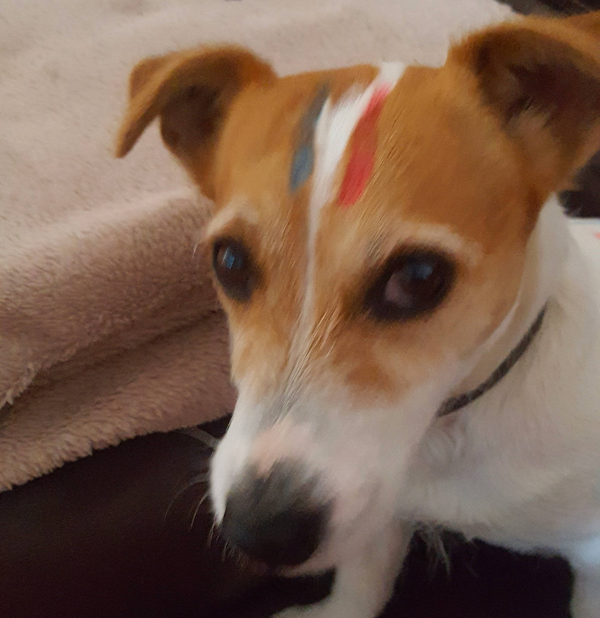 Mya a rejoint le concours — aidez-le/la à gagner de superbes lots ! canidae, carnivore, companion_dog, corgi_chihuahua, dog, dog_breed, ear, feist, irishjacks, jack_russell_terrier, mammal, miniature_fox_terrier, parson_russell_terrier, potcake_dog, puppy, russell_terrier, snout, tenterfield_terrier, vertebrate, whiskers