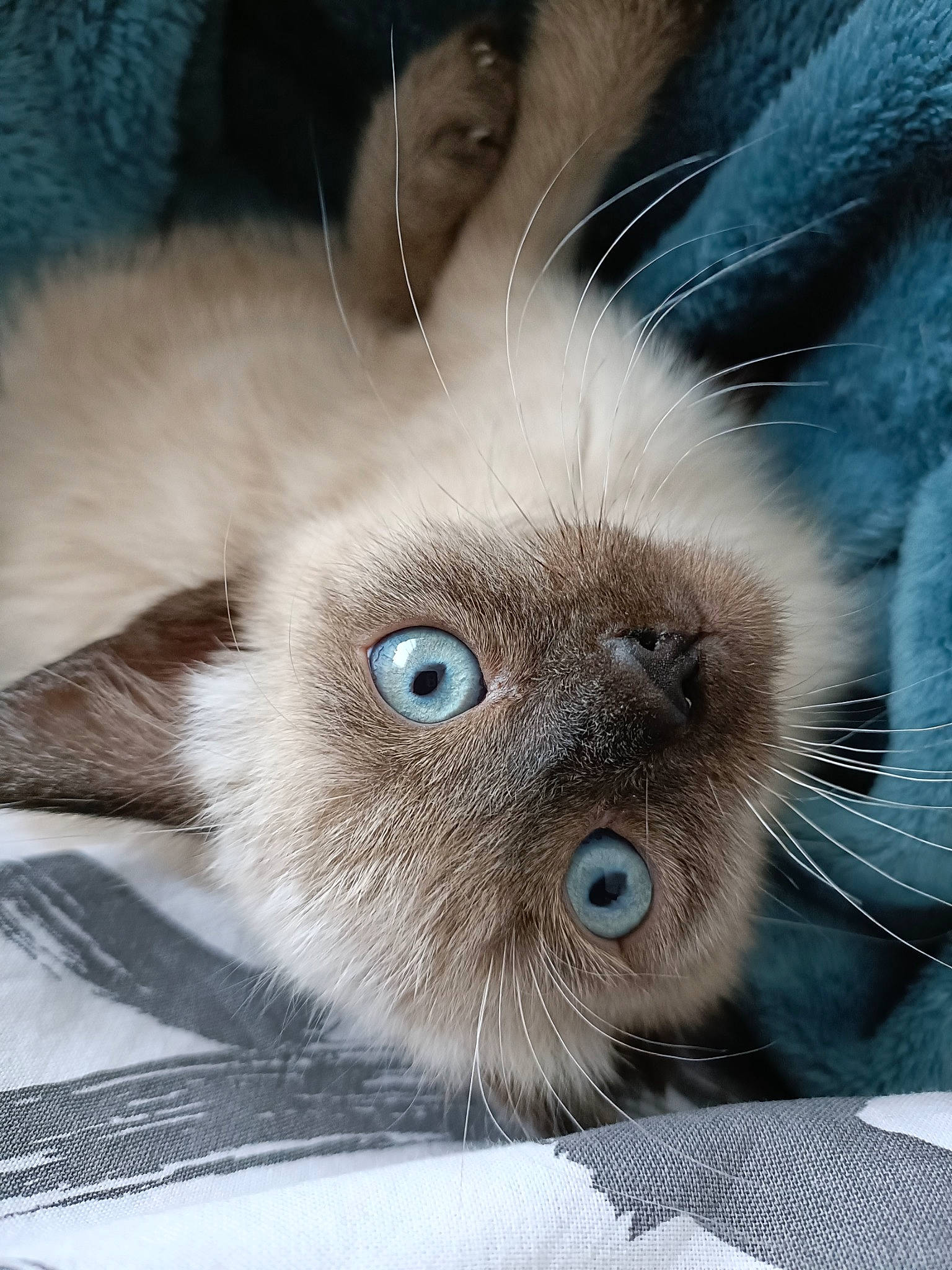 Wasabi participe au concours pour gagner de l'argent avec cette photo : birman, carnivore, cat, curious, ear, eye, eyelash, fawn, felidae, fur, hair, head, iris, paw, siamese, small_to_medium_sized_cats, snout, terrestrial_animal, thai, whiskers