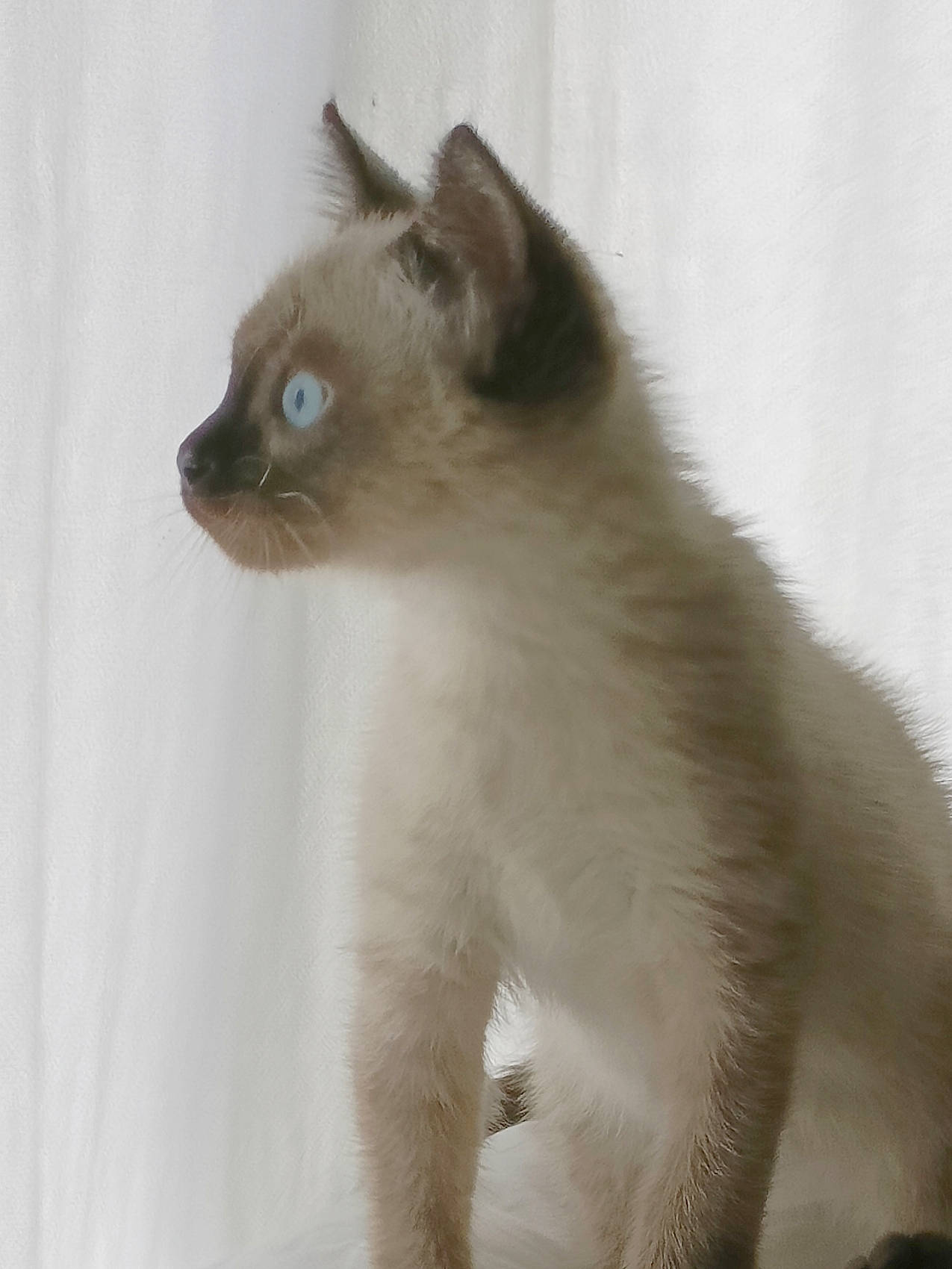 Wasabi participe au concours pour gagner de l'argent avec cette photo : balinese, birman, carnivore, cat, domestic_short_haired_cat, eye, fawn, felidae, fur, ragdoll, siamese, small_to_medium_sized_cats, snout, tail, terrestrial_animal, thai, tonkinese, whiskers, window