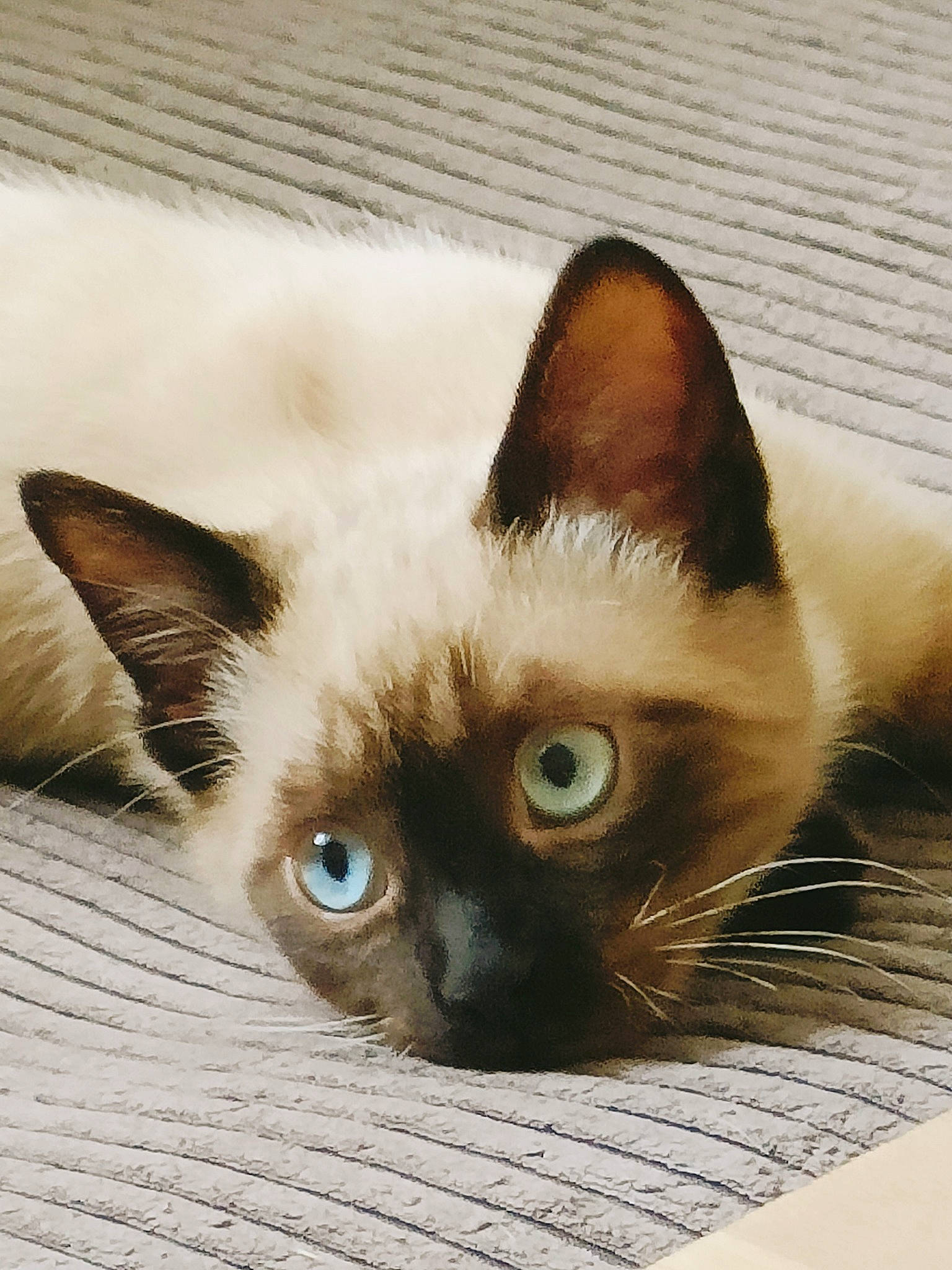 Wasabi a rejoint le concours — aidez-le/la à gagner de superbes lots ! birman, carnivore, cat, domestic_short_haired_cat, fawn, felidae, fur, iris, mammal, siamese, small_to_medium_sized_cats, snout, terrestrial_animal, vertebrate, whiskers