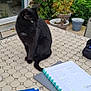 black_cat, cat, table, outdoor, plants, notebook, pen, binder, garden, greenery, potted_plants, chair, tile_floor, study, writing, leaf, window, door, furniture, pet