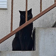 Figaro participe au concours pour gagner de l'argent avec cette photo : black_cat, cat, stairs, railing, concrete, outdoor, animal, pet, quiet, mysterious, feline, wall, vertical_bars, sitting, alone, gray, texture, urban, background, still