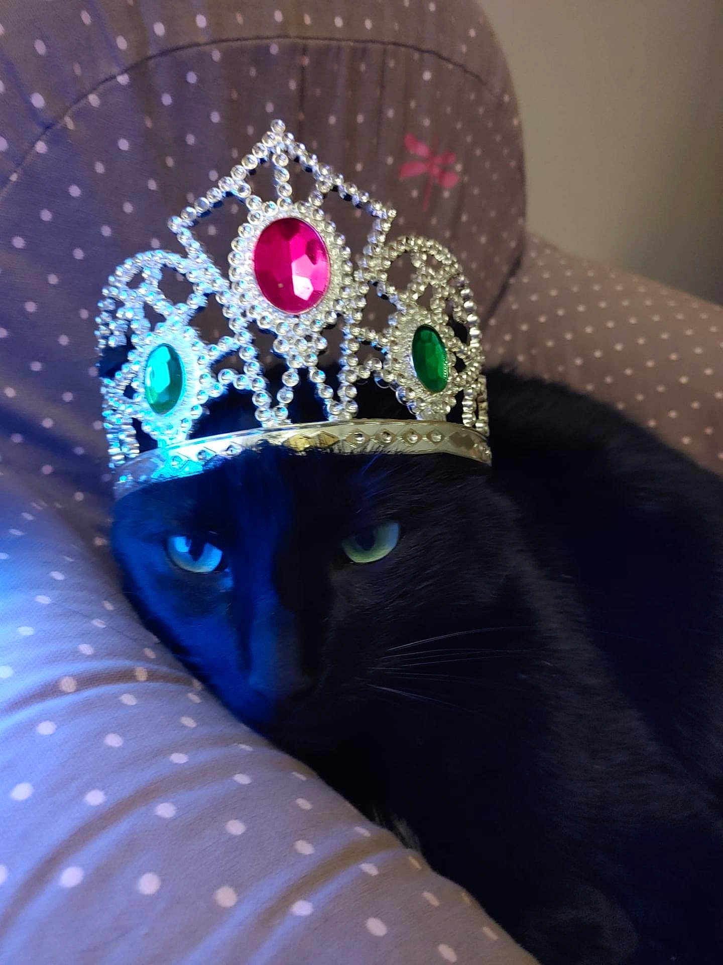 Figaro participe au concours pour gagner de l'argent avec cette photo : black_cat, crown, jewels, polka_dot, cushion, pet, animal, indoor, feline, resting, green_eyes, closeup, portrait, cute, domestic_cat, sofa, relaxed, whiskers, fur, decorative