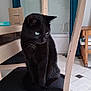 Figaro a rejoint le concours — aidez-le/la à gagner de superbes lots ! black_cat, cat, blue_eyes, chair, indoor, wooden_furniture, curtains, tiled_floor, pet, animal, sitting, domestic_cat, feline, curious, household, window, blue_curtains, close_up, domestic_animal, quiet