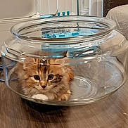 Princess joined the competition — help win amazing prizes! kitten, cat, glass_bowl, indoor, floor, wooden_floor, pet, animal, curious, feline, cute, small, sitting, household, bed, cable, transparent, fur, whiskers, domestic