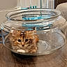 kitten, cat, glass_bowl, indoor, floor, wooden_floor, pet, animal, curious, feline, cute, small, sitting, household, bed, cable, transparent, fur, whiskers, domestic