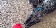 Milo is registered to the contest to win money with this photo: dog, toy, carpet, indoor, pet, ears, collar, playful, animal, fur, small_dog, looking, laying_down, home, domestic, cute, alert, canine, floor, red_toy