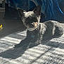 Milo is registered to the contest to win money with this photo: dog, pet, indoor, sunlight, shadow, collar, tag, fur, curious, resting, blanket, floor, animal, cute, small_dog, canine, domestic_animal, cozy, home, relaxed