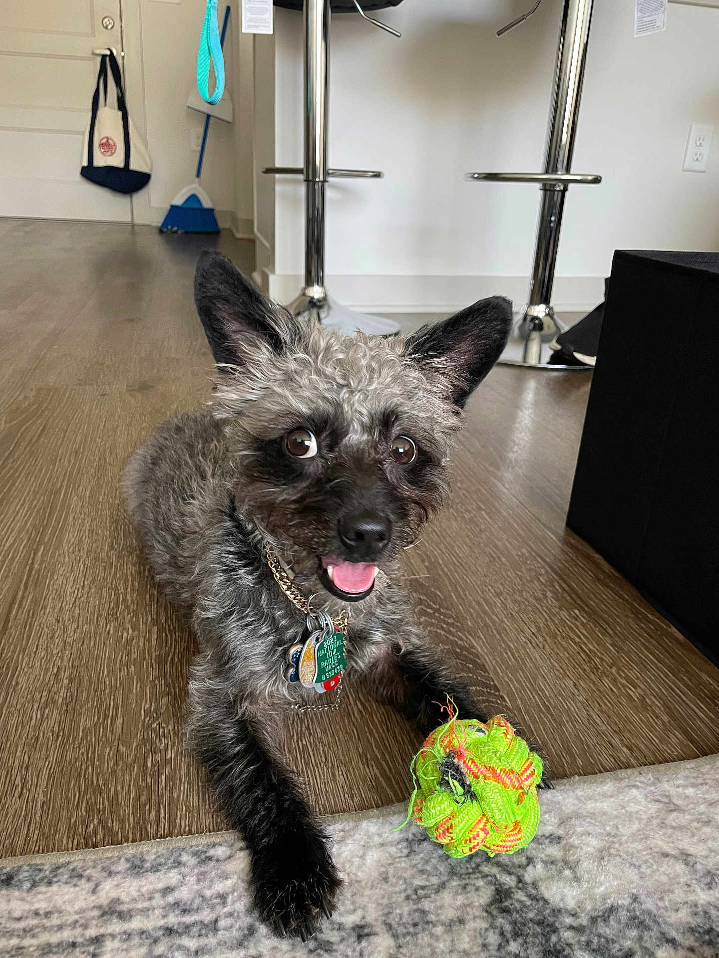 Milo is registered to the contest to win money with this photo: dog, toy, indoor, floor, wooden_floor, playful, pet, happy, ears, collar, tags, tongue, carpet, black_fur, curly_fur, animal, cute, looking_at_camera, small_dog, domestic