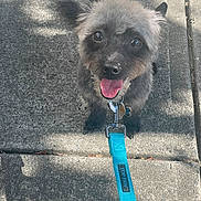 Milo joined the competition — help win amazing prizes! dog, pet, leash, sidewalk, happy, tongue_out, outdoor, sunlight, shadow, collar, canine, fur, animal, walking, cute, small_dog, playful, smiling, close_up, daytime