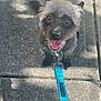 dog, pet, leash, sidewalk, happy, tongue_out, outdoor, sunlight, shadow, collar, canine, fur, animal, walking, cute, small_dog, playful, smiling, close_up, daytime
