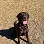 Whiskey is registered to the contest to win money with this photo: dog, labrador, chocolate_labrador, pet, tongue_out, collar, tag, sitting, grass, dry_ground, shadow, sunny, outdoor, happy, looking_up, canine, fur, paws, park, close_up