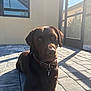 Whiskey is registered to the contest to win money with this photo: dog, chocolate_labrador, pet, collar, tag, sunlight, shadow, patio, pavers, window, screen_door, fur, nose, eyes, paw, relaxed, outdoor, portrait, porch, house