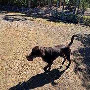 Whiskey joined the competition — help win amazing prizes! dog, chocolate_labrador, pet, playing_fetch, ball, shadow, yard, dry_grass, fence, trees, palm_trees, sunlight, outdoor, park, collar, walking, playing, recreational_area, daylight, canine