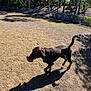 dog, chocolate_labrador, pet, playing_fetch, ball, shadow, yard, dry_grass, fence, trees, palm_trees, sunlight, outdoor, park, collar, walking, playing, recreational_area, daylight, canine