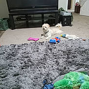 Maximus is registered to the contest to win money with this photo: dog, plush_toy, rug, carpet, television, living_room, furniture, pet, floor, toy, indoor, relaxing, white_dog, fluffy, home, entertainment_center, door, plastic_crate, cushion, household