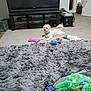 dog, plush_toy, rug, carpet, television, living_room, furniture, pet, floor, toy, indoor, relaxing, white_dog, fluffy, home, entertainment_center, door, plastic_crate, cushion, household