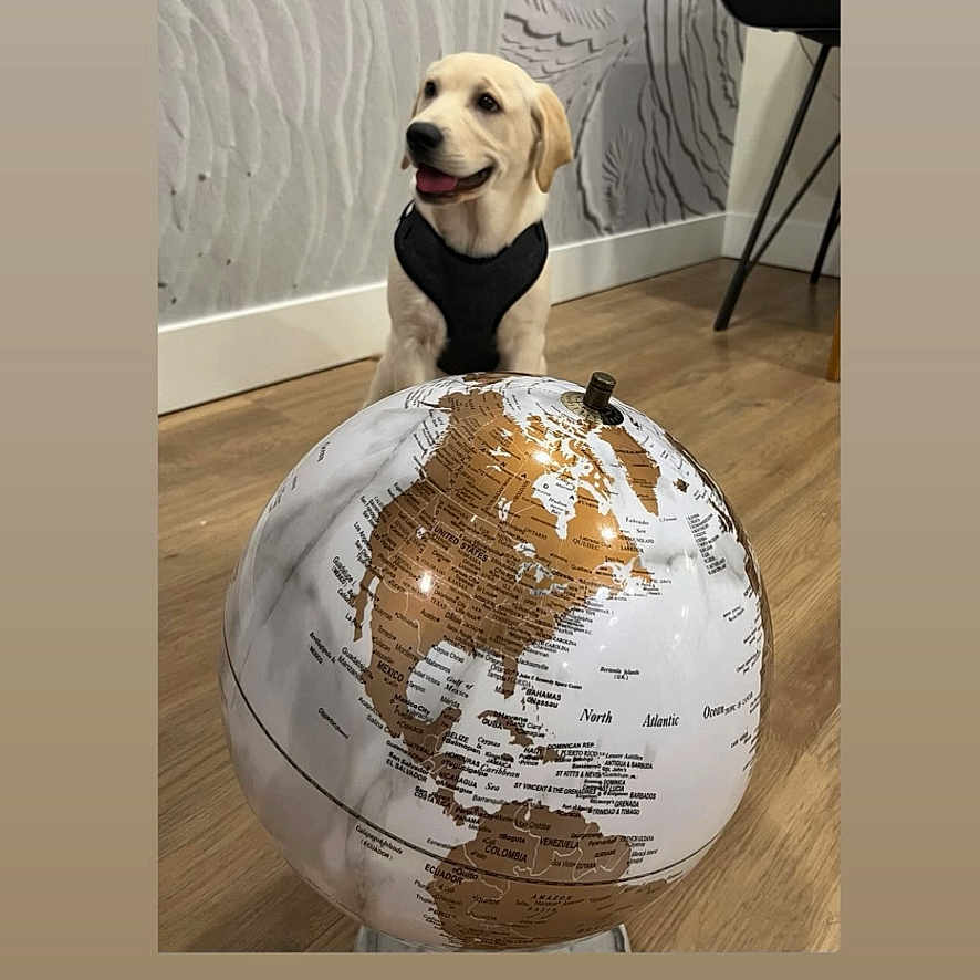 Gunner joined the competition — help win amazing prizes! animal, astronomy, ball, bear, canine, dog, face, giantpanda, globe, head, outerspace, person, pet, photography, planet, pug, rugby, rugbyball, sphere, sport
