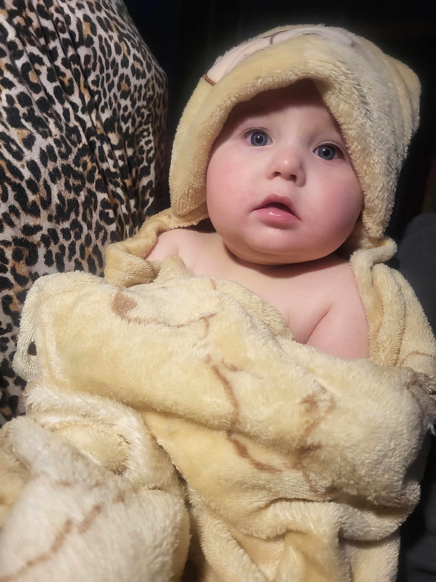 Liam joined the competition — help win amazing prizes! baby, infant, child, blanket, hood, towel, face, eyes, cheeks, mouth, portrait, soft_texture, furry_blanket, leopard_print, pattern, cuddly, warm, indoor, closeup, adorable