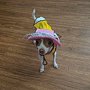 Pearl joined the competition — help win amazing prizes! dog, small_dog, yellow_clothing, pink_hat, hat, indoor, wooden_floor, pet, animal, standing, looking_up, brown_and_white, curious, costume, ribbon, domestic_animal, canine, flooring, cute, tiny