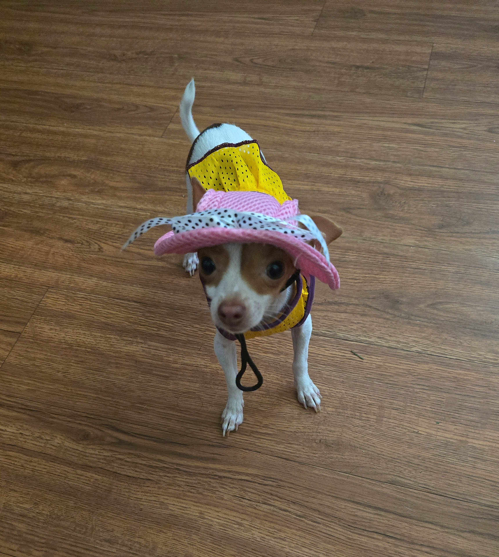 Pearl joined the competition — help win amazing prizes! dog, small_dog, yellow_clothing, pink_hat, hat, indoor, wooden_floor, pet, animal, standing, looking_up, brown_and_white, curious, costume, ribbon, domestic_animal, canine, flooring, cute, tiny