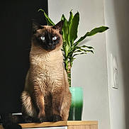 Princess participe au concours pour gagner de l'argent avec cette photo : cat, siamese_cat, feline, pet, indoor, wooden_cabinet, plant, green_plant, vase, sunlight, shadow, blue_eyes, fur, sitting, domestic_animal, houseplant, interior, relaxing, calm, animal
