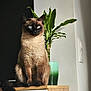 cat, siamese_cat, feline, pet, indoor, wooden_cabinet, plant, green_plant, vase, sunlight, shadow, blue_eyes, fur, sitting, domestic_animal, houseplant, interior, relaxing, calm, animal