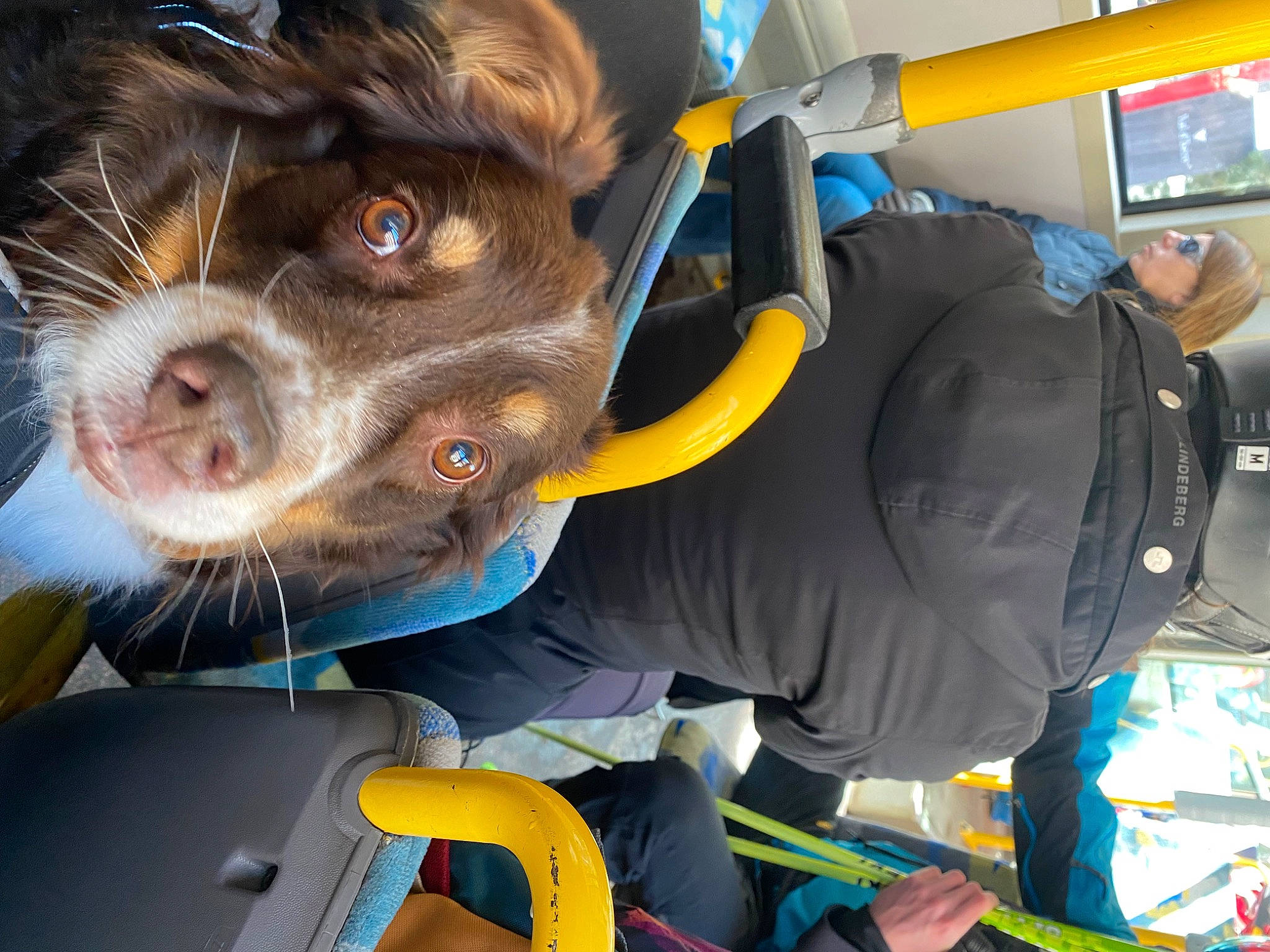 Lili a rejoint le concours — aidez-le/la à gagner de superbes lots ! auto_part, automotive_exterior, automotive_window_part, canidae, carnivore, companion_dog, dog, dog_breed, electric_blue, fun, fur, motor_vehicle, personal_protective_equipment, snout, sporting_group, vehicle, vehicle_door, whiskers, windshield, working_animal