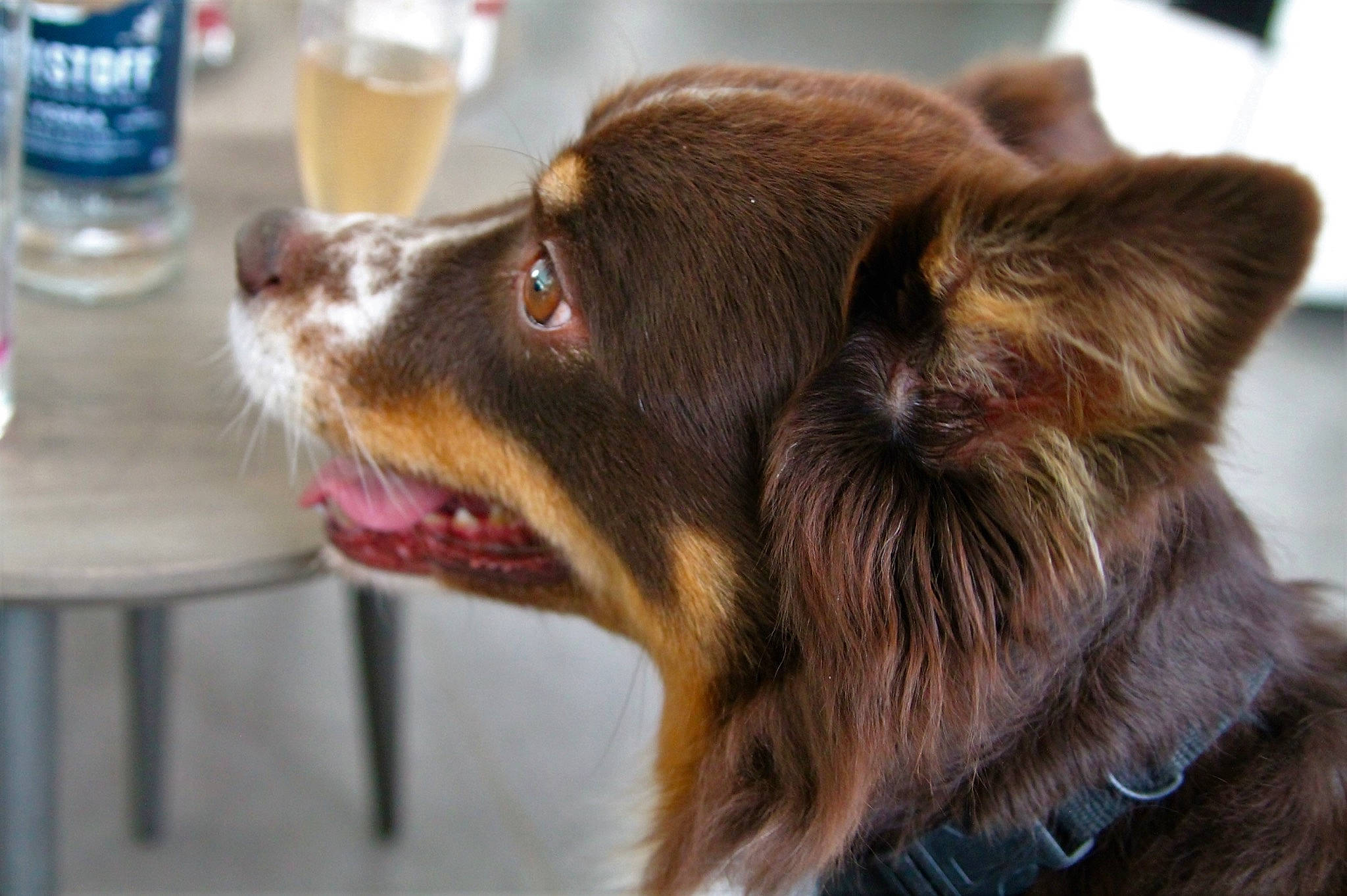 Lili a rejoint le concours — aidez-le/la à gagner de superbes lots ! bottle, carnivore, collar, companion_dog, dog, dog_breed, dog_collar, drinking_water, fawn, fluid, fur, liquid, liver, mineral_water, plastic_bottle, snout, solution, tableware, whiskers, working_animal