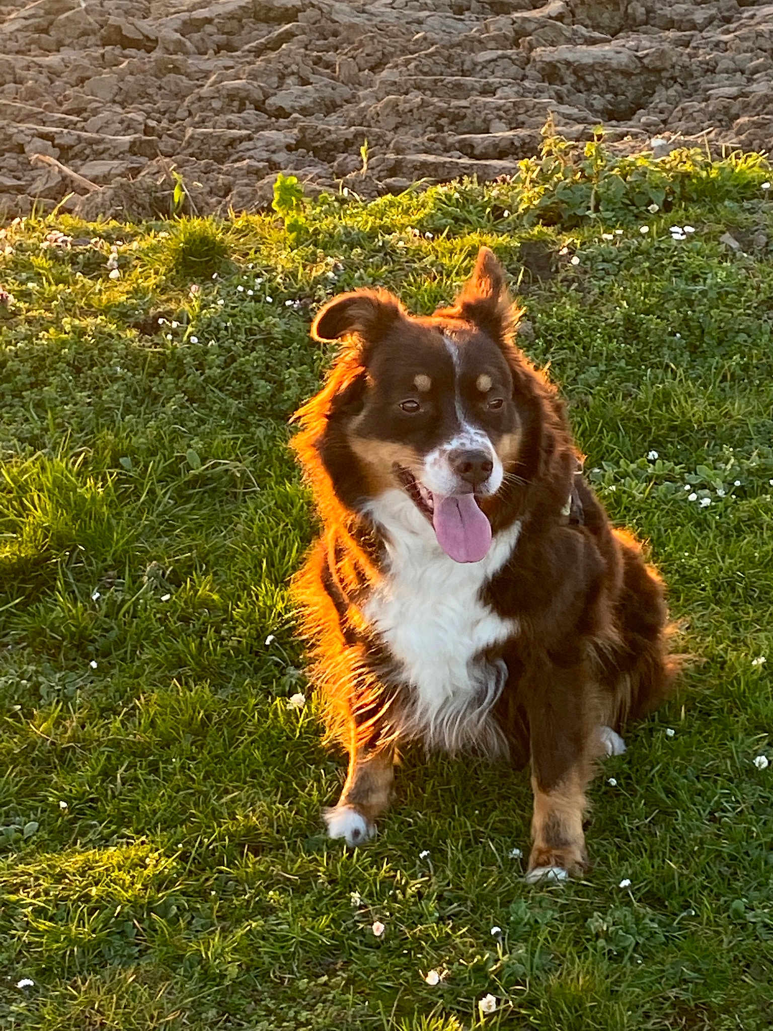 Lili