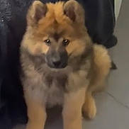 Vicky a rejoint le concours — aidez-le/la à gagner de superbes lots ! puppy, dog, fluffy, brown, pet, animal, indoor, floor, sitting, cute, young, furry, ears, face, looking, companion, domestic, canine, adorable, curious