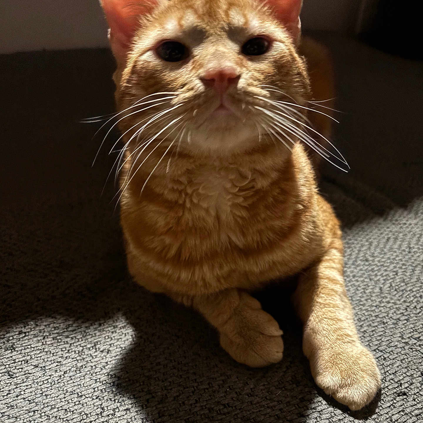 Loki is registered to the contest to win money with this photo: abyssinian, animal, cat, hardwood, kitten, manx, pet, siamese, wood