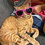 casual, cat, comfort, couch, cozy, cute, domestic_animal, feline, fur, hands, indoor, orange_tabby, pet, pink_sunglasses, playful, relaxed, resting, striped_fur, sunglasses, whiskers