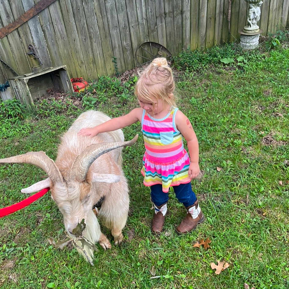 Gemma joined the competition — help win amazing prizes! backyard, child, companion_dog, dog_breed, event, fawn, fun, garden, goats, grass, lawn, lawn_ornament, livestock, people_in_nature, plant, shorts, smile, tail, toddler, yard