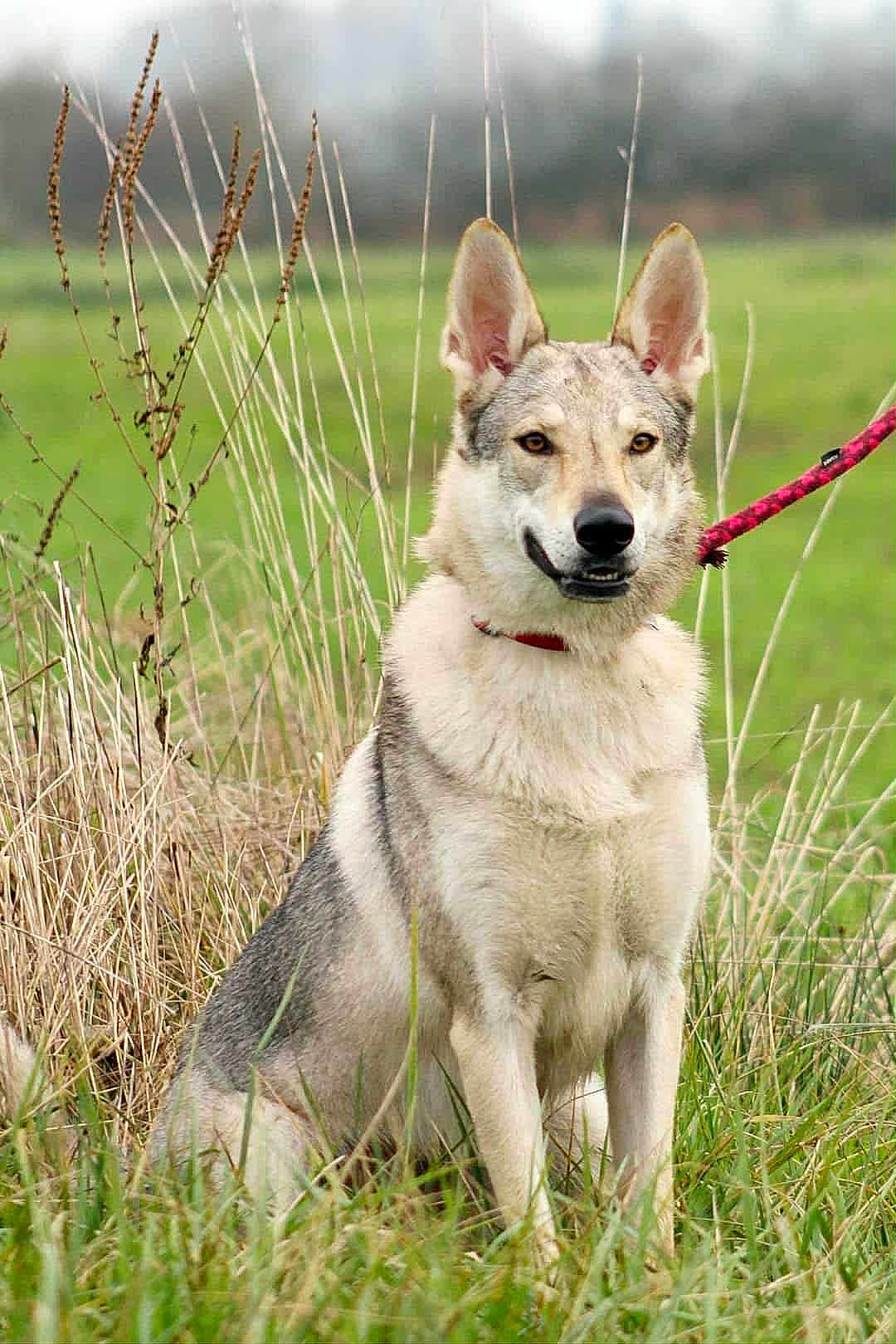 Rose a rejoint le concours — aidez-le/la à gagner de superbes lots ! dog, canine, leash, grass, field, outdoor, animal, pet, sitting, fur, ears, nature, collar, muzzle, alert, mammal, portrait, wildlife, friendly, companion