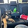 Buckley is registered to the contest to win money with this photo: dog, puppy, german_shepherd, car_interior, backseat, leather_seat, armrest, bottle, mountain_dew, food_box, chesters_chicken, drink_cup, seatbelt, window, resting, sleeping, pet, animal, travel, road_trip