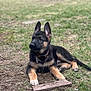 Buckley joined the competition — help win amazing prizes! german_shepherd, puppy, dog, grass, yard, stick, outdoor, pet, animal, canine, ears_up, collar, playful, young_dog, brown_and_black, fur, cute, lying_down, nature, domestic_animal