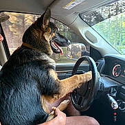 Buckley is registered to the contest to win money with this photo: dog, german_shepherd, car_interior, steering_wheel, person, hand, window, forest, seat, dashboard, sunlight, tongue_out, pet, animal, driver, vehicle, collar, side_mirror, nature, holding