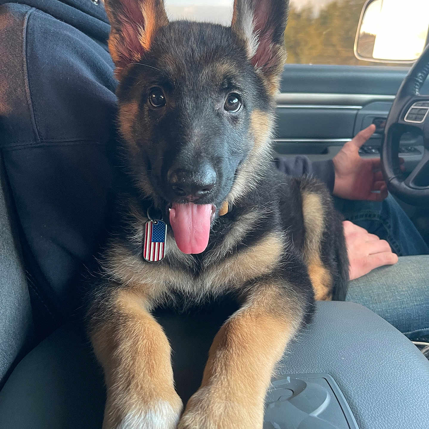 Buckley joined the competition — help win amazing prizes! car_interior, center_console, closeup, collar, dog, driving, ears_up, front_paws, fur, german_shepherd, happy, person, pet_tag, puppy, seat, sky, sunset, tongue_out, trees, window