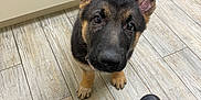 Buckley joined the competition — help win amazing prizes! puppy, german_shepherd, dog, pet, indoor, floor, tile_floor, ear, black_fur, brown_fur, person, shoe, sock, leg, curious, looking_up, animal, young_animal, companion, cute