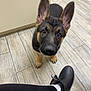 puppy, german_shepherd, dog, pet, indoor, floor, tile_floor, ear, black_fur, brown_fur, person, shoe, sock, leg, curious, looking_up, animal, young_animal, companion, cute