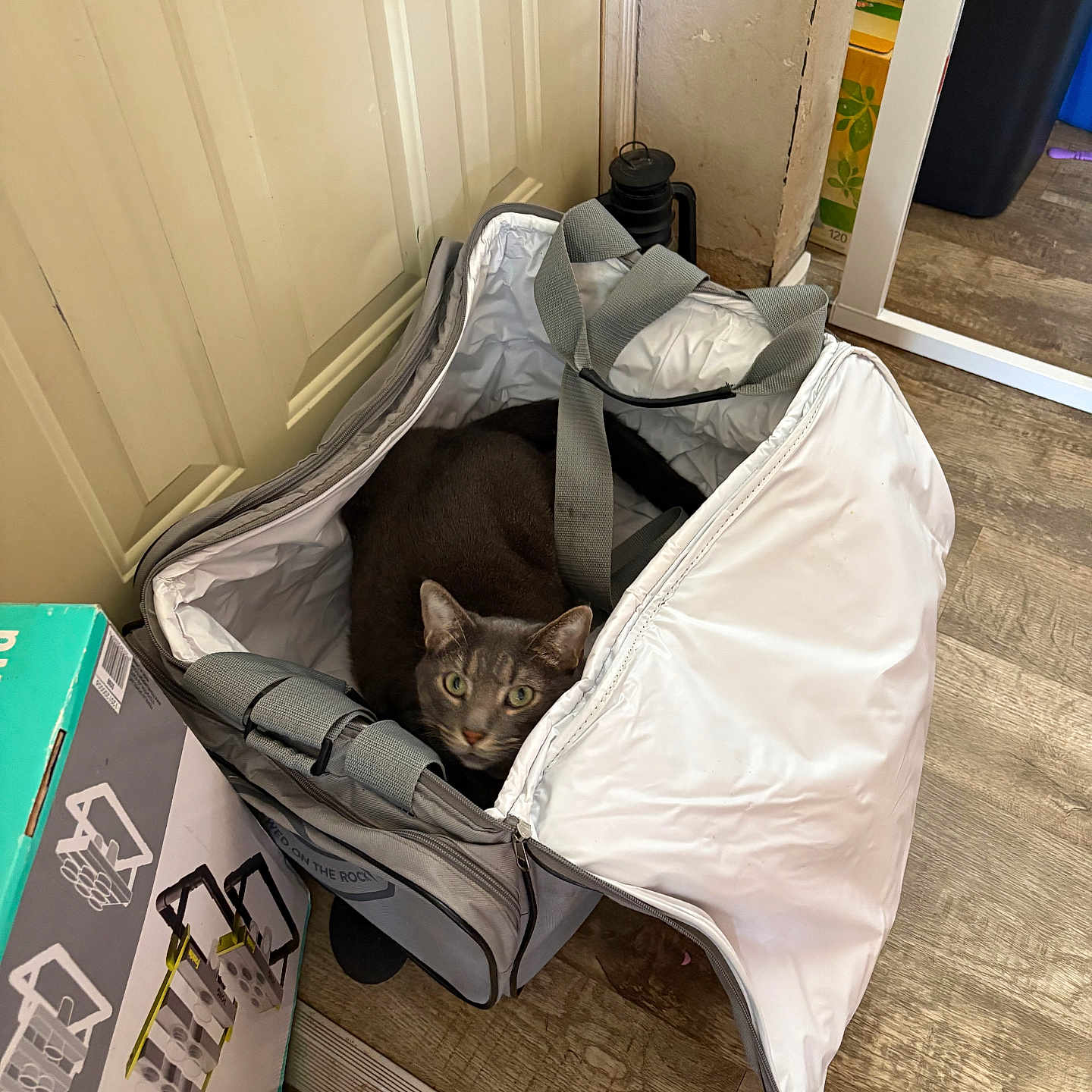 Grapes joined the competition — help win amazing prizes! cat, gray_cat, bag, open_bag, wooden_floor, indoor, curious_cat, pet, household, box, mirror, flooring, door, straps, zipper, container, room, cozy, animal, looking_up